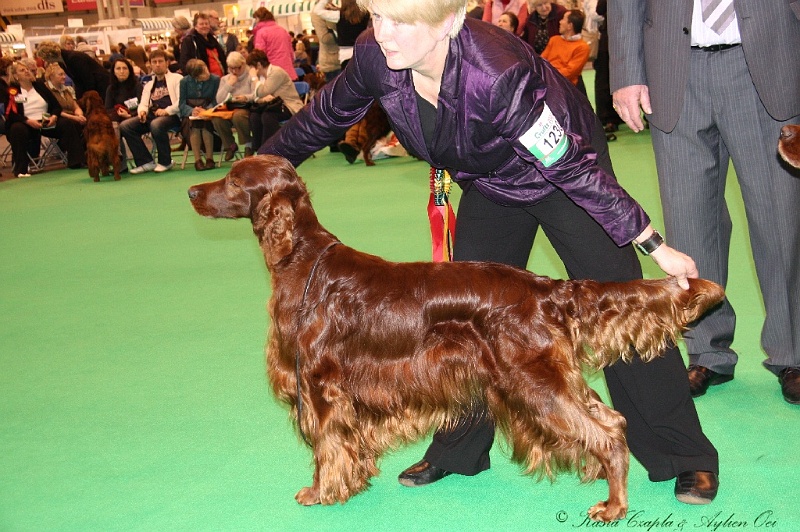 Crufts2011_2 183.jpg